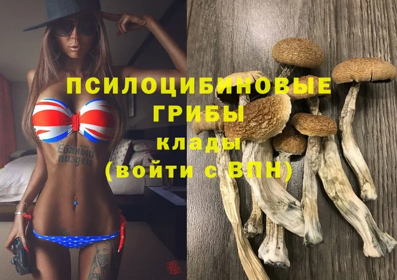 мега рабочий сайт  Великий Устюг  Псилоцибиновые грибы Psilocybe 